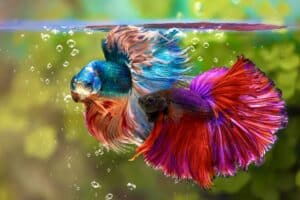 red and blue types of betta fish