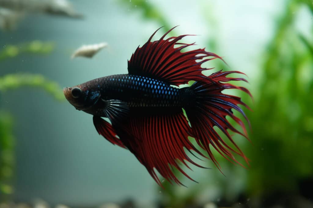 Red Crown Tail Betta Fish